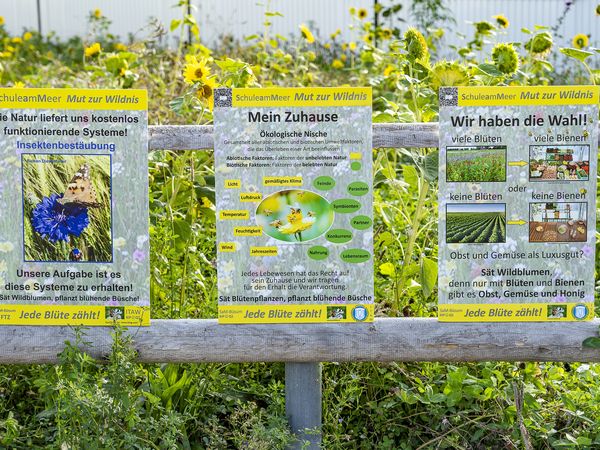 Vor den Bluehwiesen der Schule am Meer stehen Infoschilder.