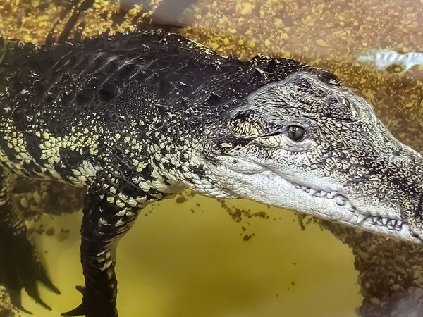 Terrarien und Tropenhalle Im "Krokodilfluss" lernt man vier verschiedene Krokodilarten, Wasserschildkröten und einen Waran kennen. 