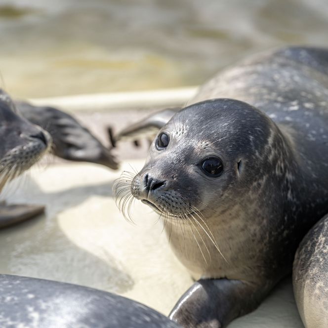 Die Seehundstation Vier Seehunde im Wasserbecken in der Seehundstation in Friedrichskoog
