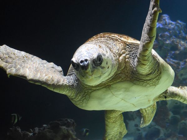 Im Aquarium am Hafen begibt man sich auf eine Reise durch das Weltmeer. Gäste begegnen heimischen Nordseebewohnern, Steinfischen, Muränen, Barschen und Rochen, „Nemo und Dori“, Krokodilen und Schildkröten, Riesenschlangen, einer Affenfamilie und weiteren Meeresbewohnern. 