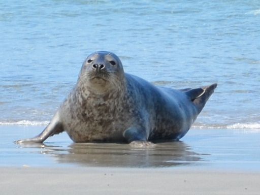 Schiff Ahoi und Seehunde schauen kann man bei den Ausflugsfahrten ab Büsum mit der Reederei Adler&Eils ab Büsum.