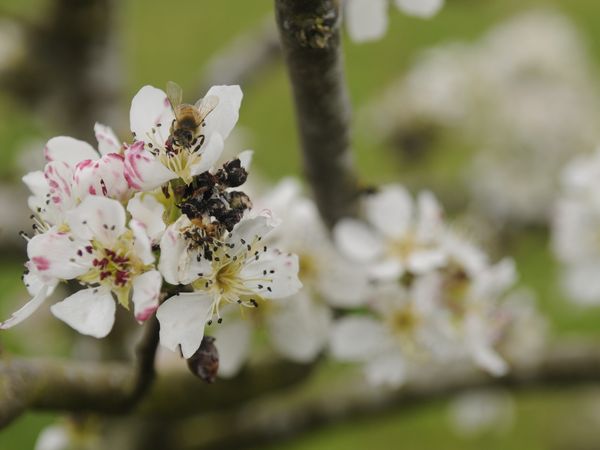 Biene in der Büsumer Steuobstwiese