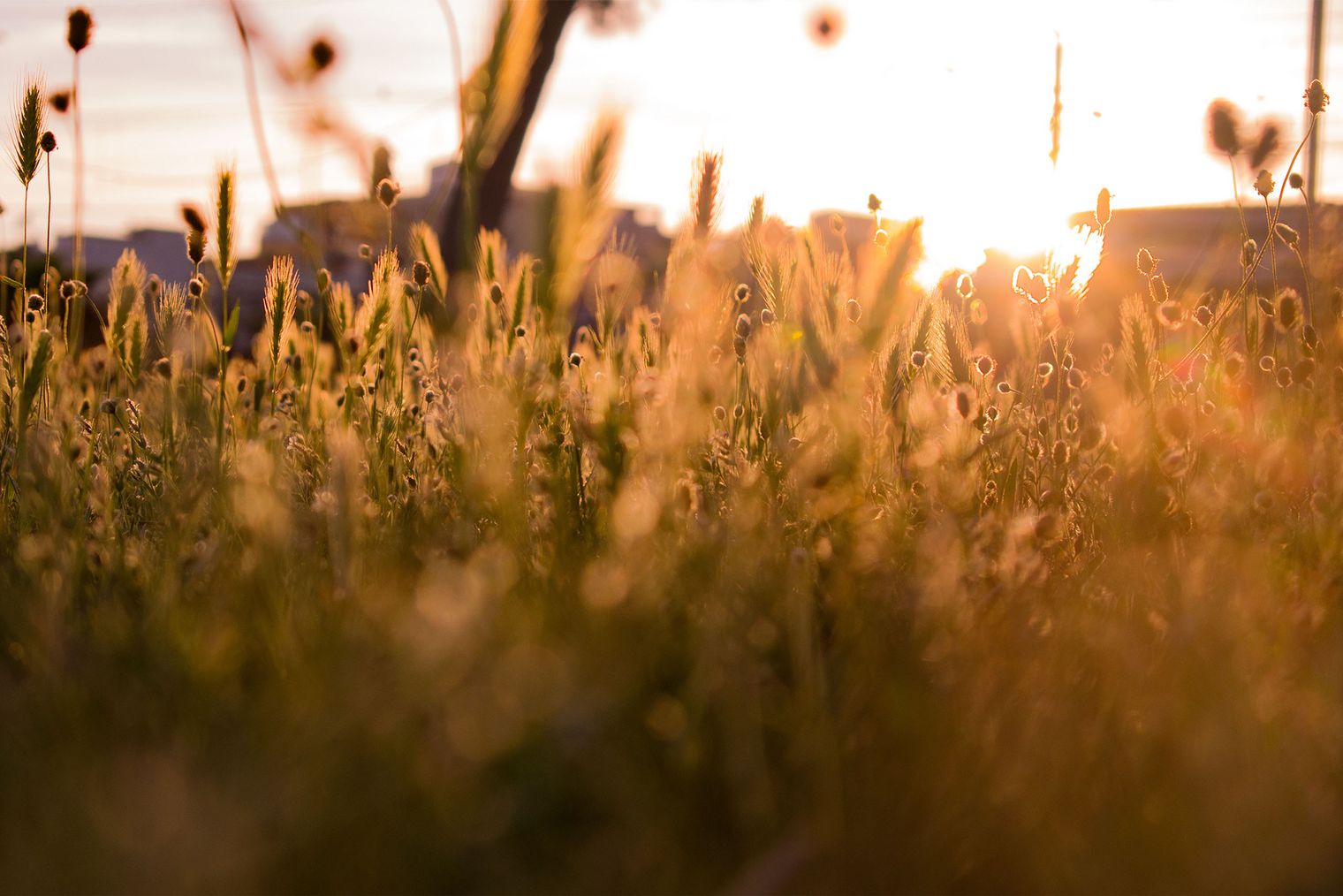 Sonnenuntergang zwischen Gräsern.