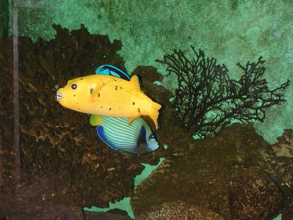 Das Büsumer Aquarium eröffnet neben dem museum am meer.