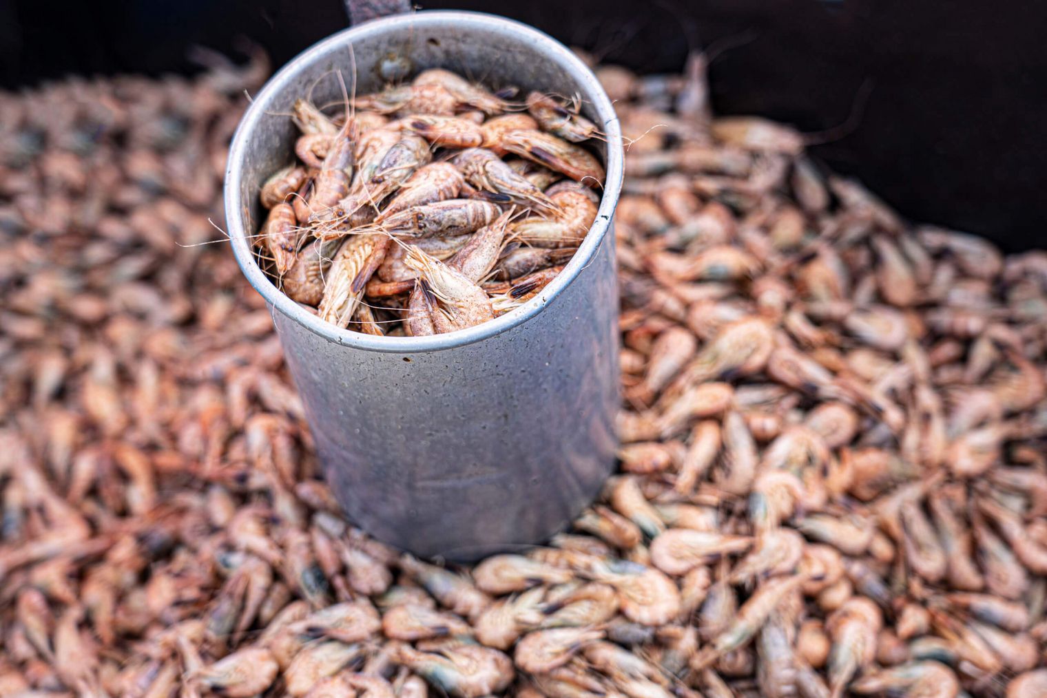 Büsumer Krabben im Messbecher.