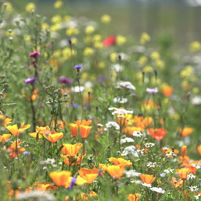 Eine Blumen Blühwiese Eine Wiese mit vielen bunten Wildblumen.