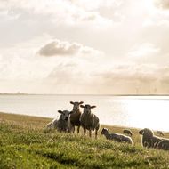 Schafe am Deich vor der Nordsee in Büsum.