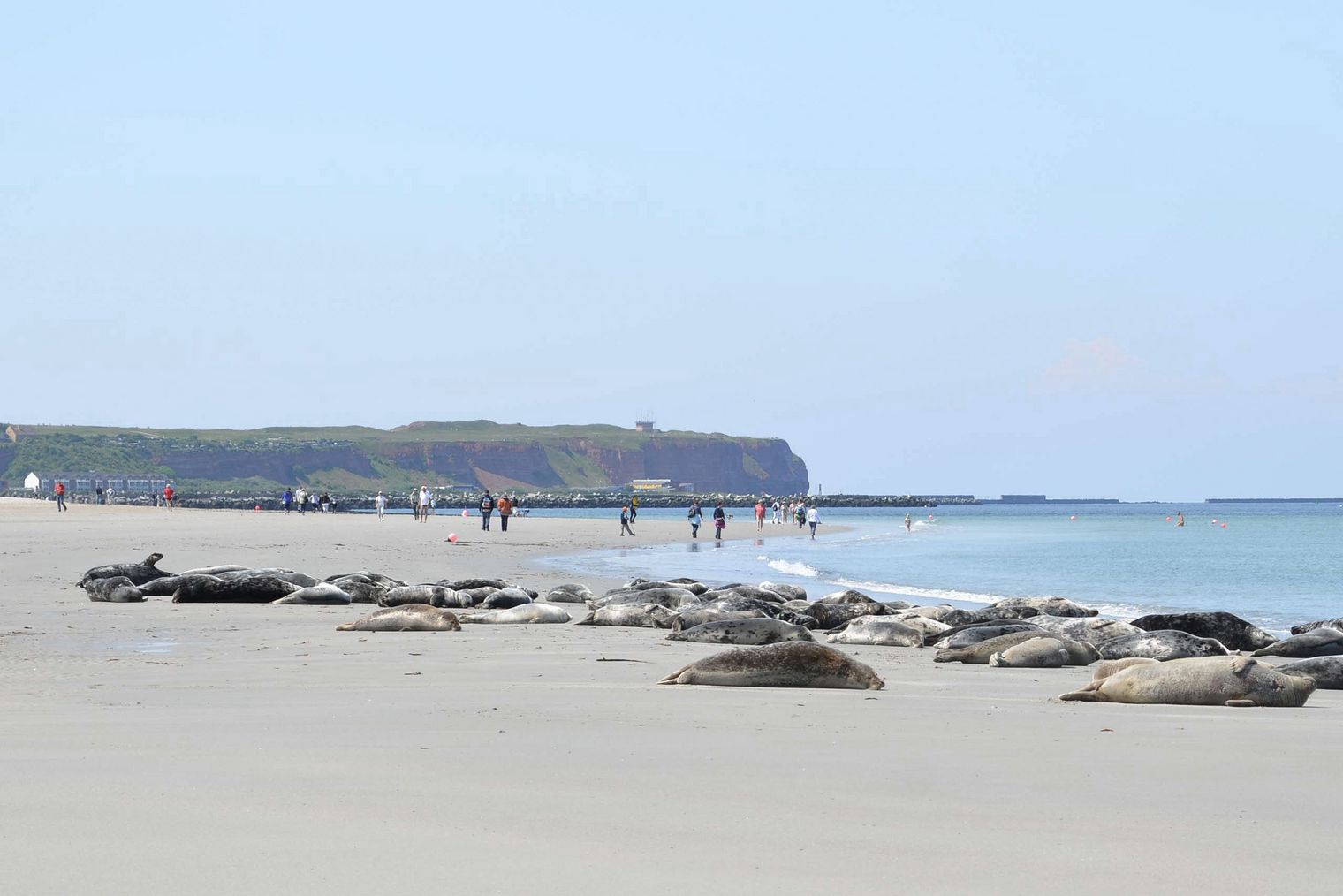 Robben im Sand auf Helgoland