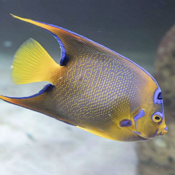 Ein Fisch im Aquarium am Hafen in Büsum.