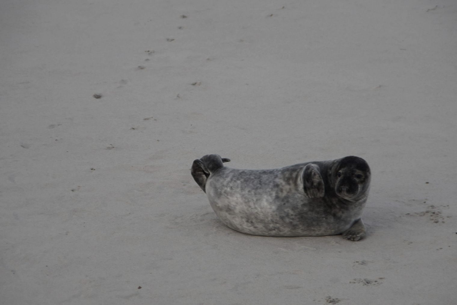 Ein Seehund am Strand