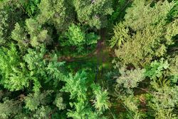 Ein Wald von oben fotografiert.