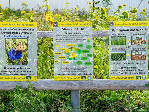Blühwiesen-Informationsschilder der Schule am Meer in Büsum