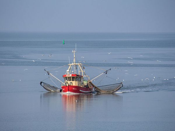 Büsum-Krabbenkutter.jpg Fangfrische Krabben vom Kutter in Büsum.