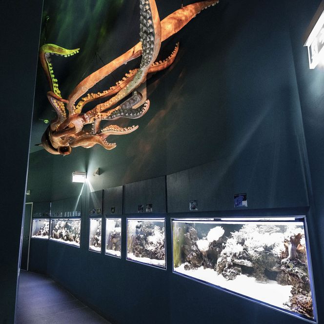 Das Aquarium am Hafen in Büsum an der Nordsee.