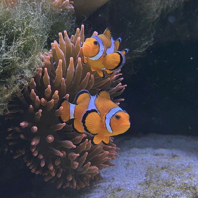 Zwei Fische im Aquarium am Hafen in Büsum.